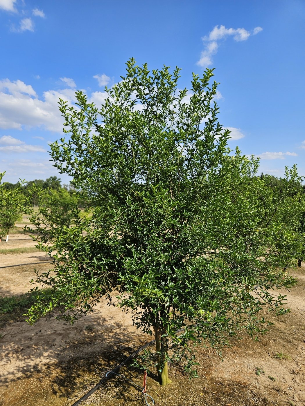 A large healthy CarriCea T1 tree.