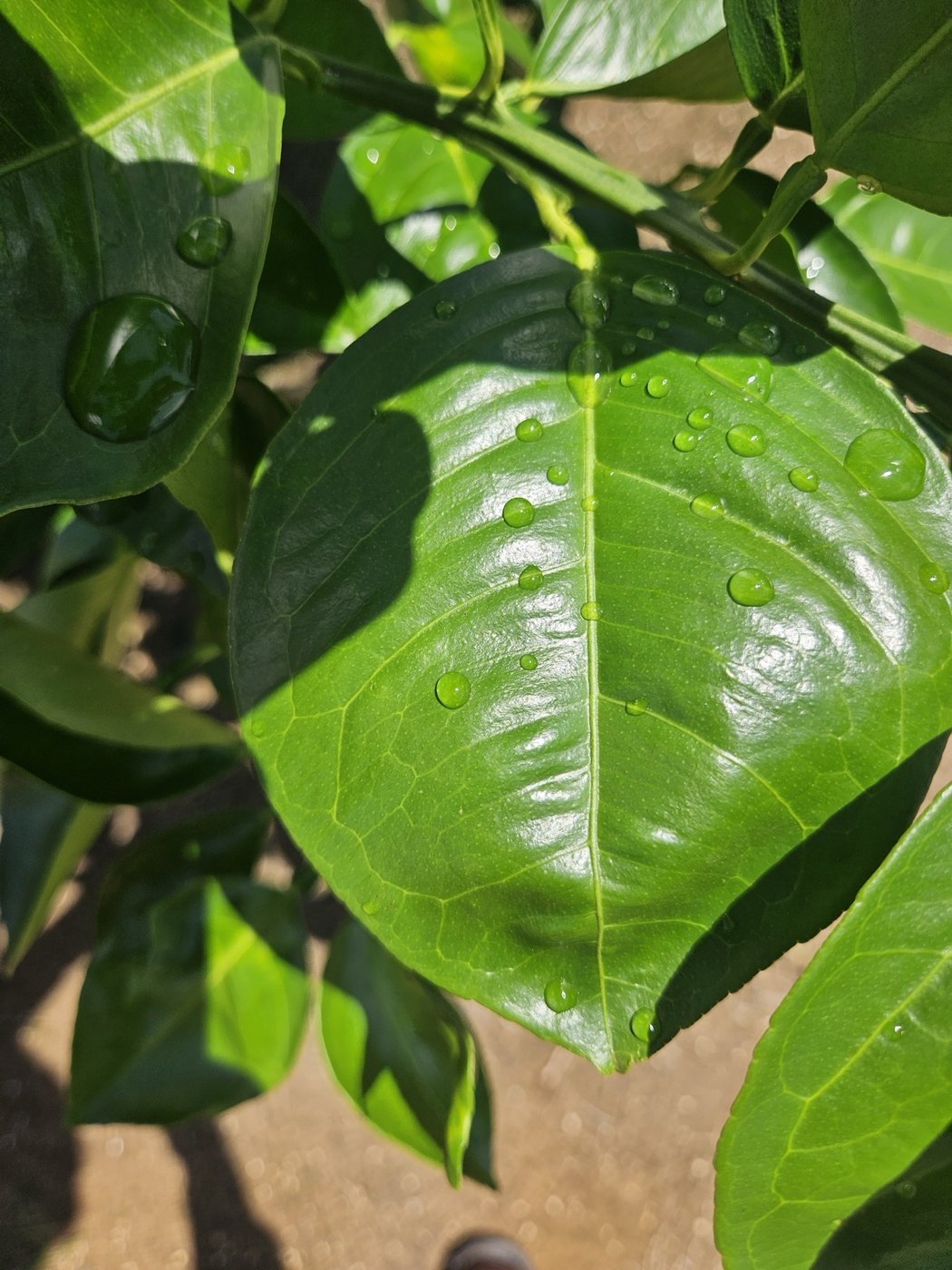 A healthy citrus leaf close-up.