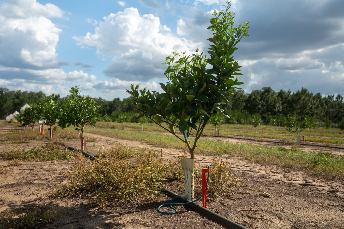 Young CarriCea T1 trees planted in a row.