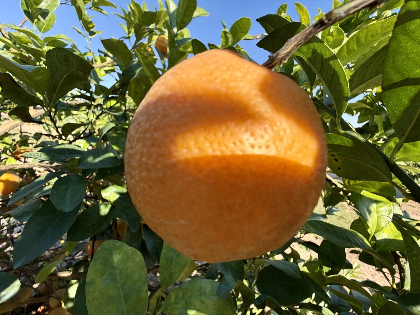 Fresh CarriCea T1 oranges.
