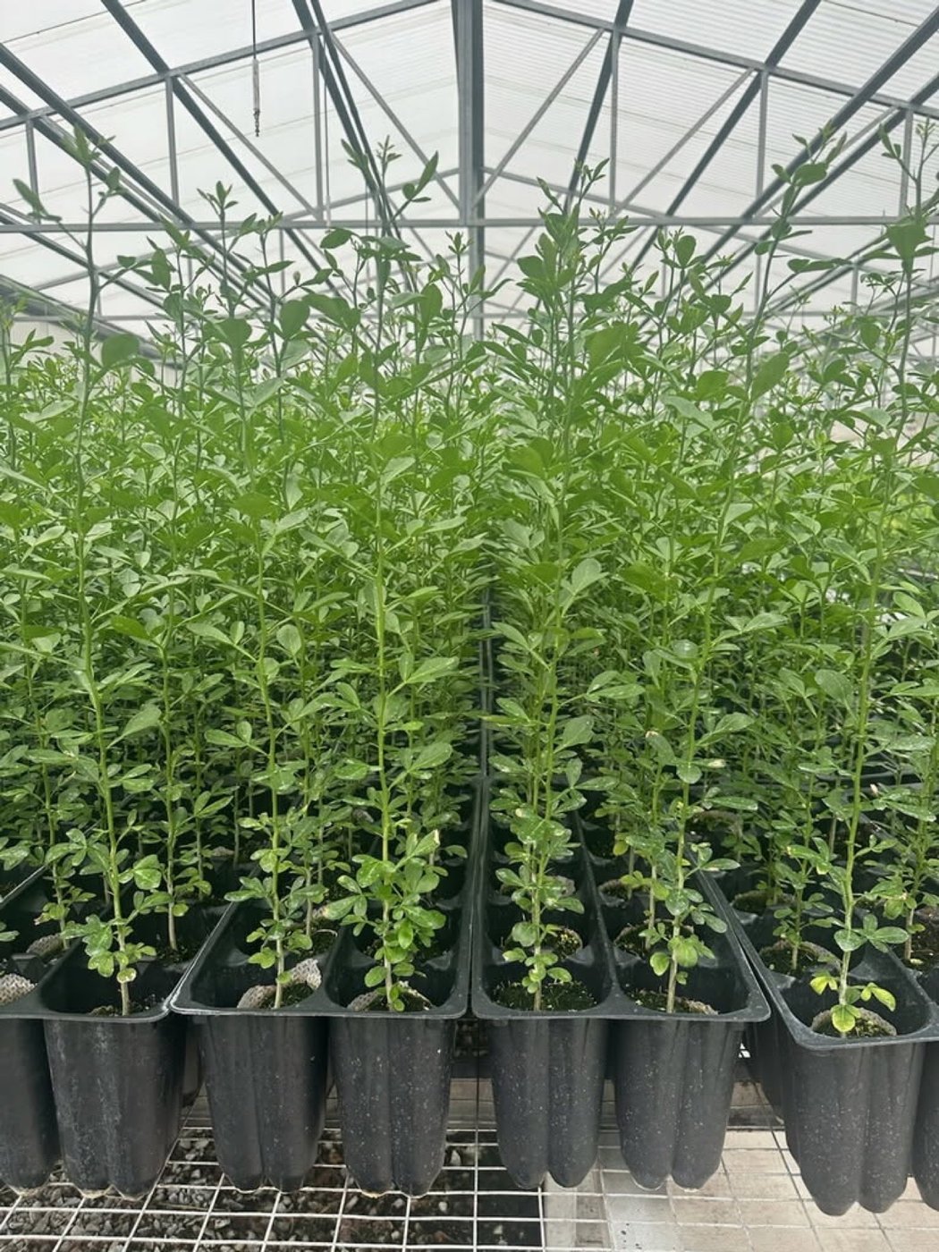 CarriCea T1 plants growing in a greenhouse.