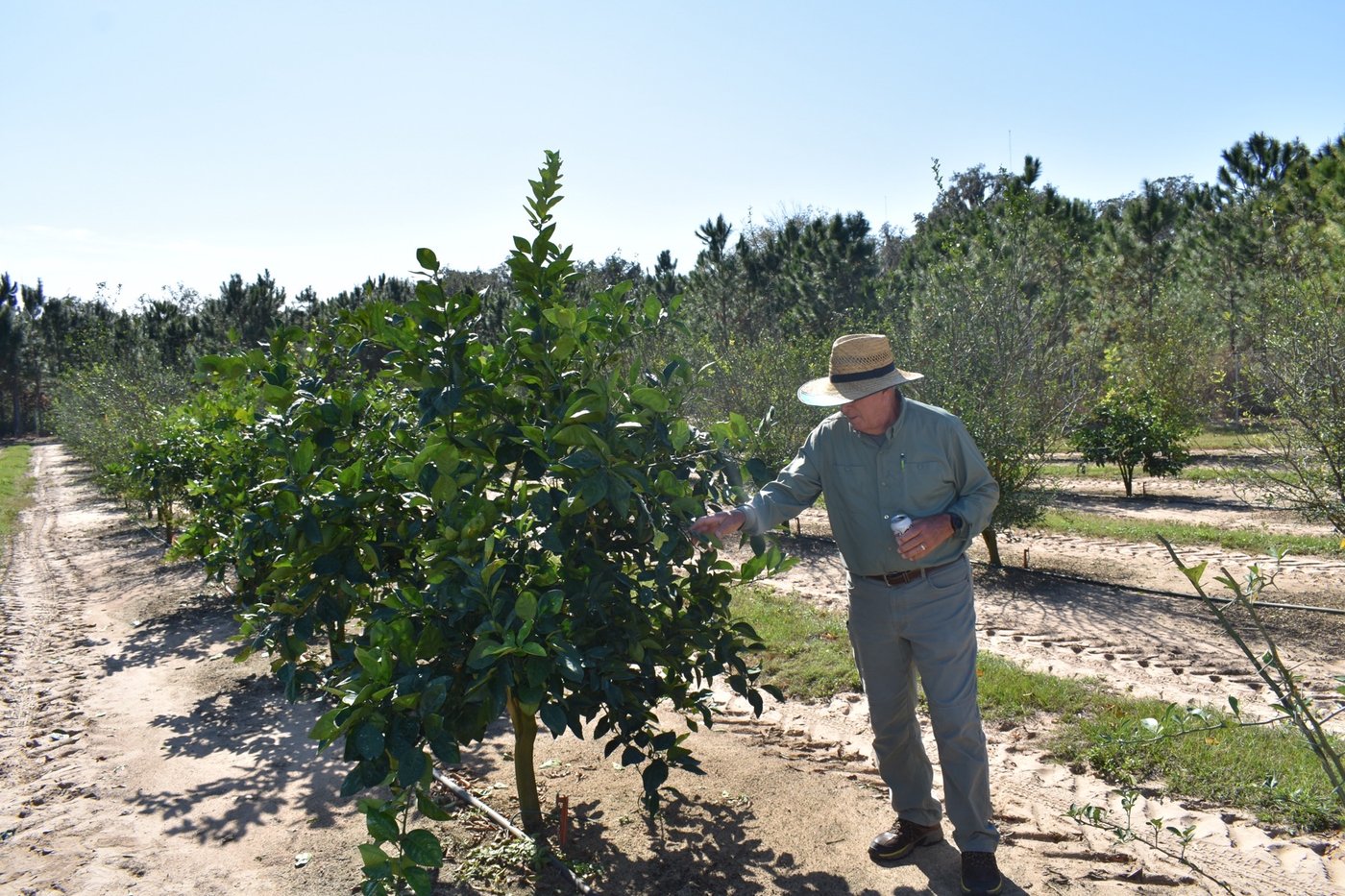 Ron inspecting a CarriCea T1 tree.