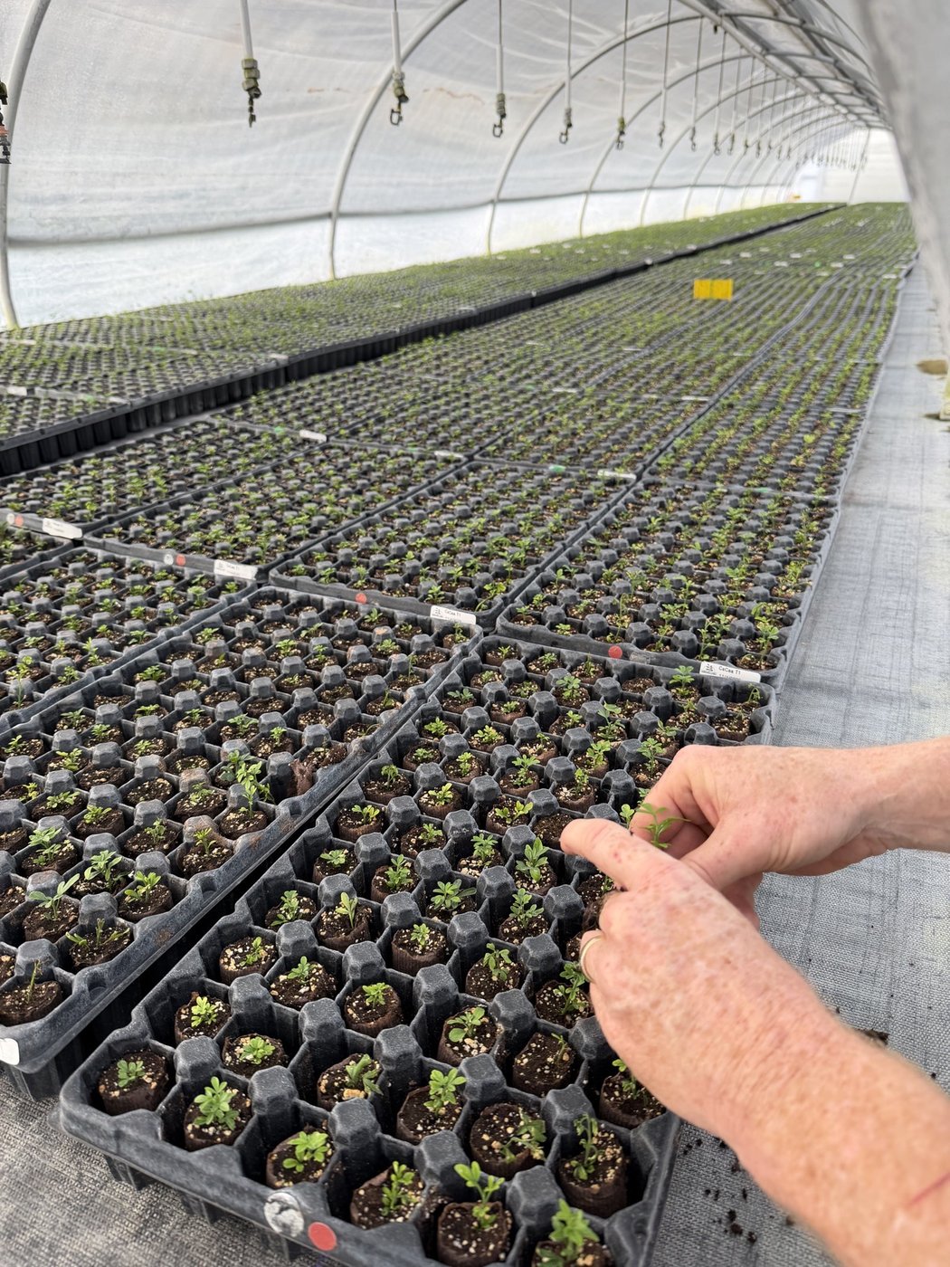 Thousands of CarriCea T1 rootstock plants in a Soilcea grow tent.