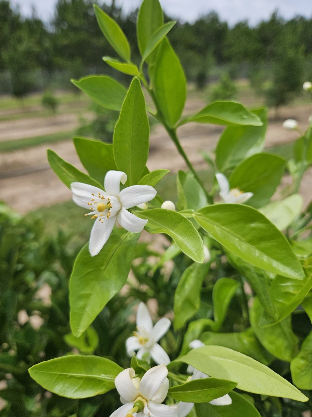 Healthy citrus blossoms on a CarriCea T1-grafted tree.