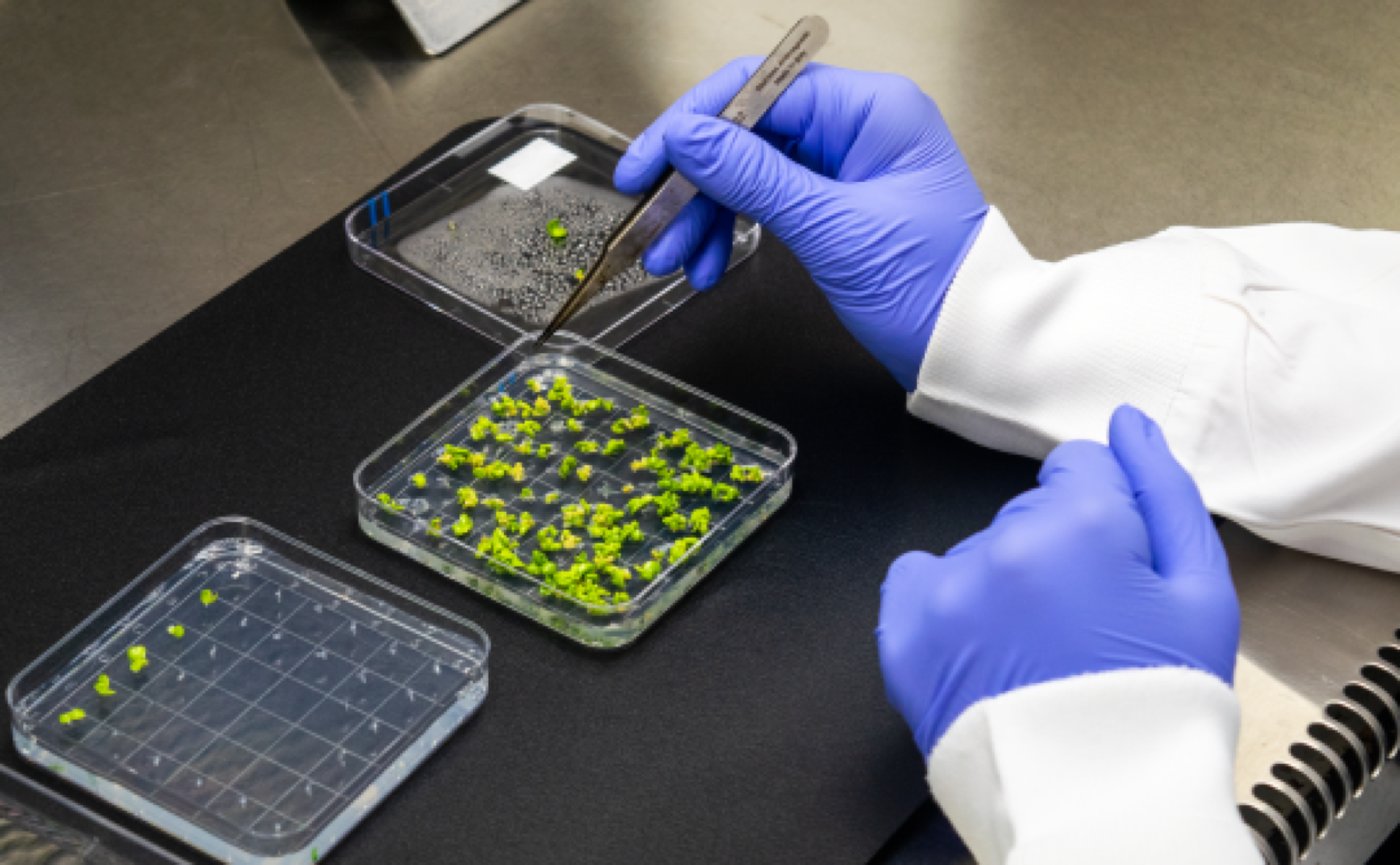 Soilcea team seeding in-lab
