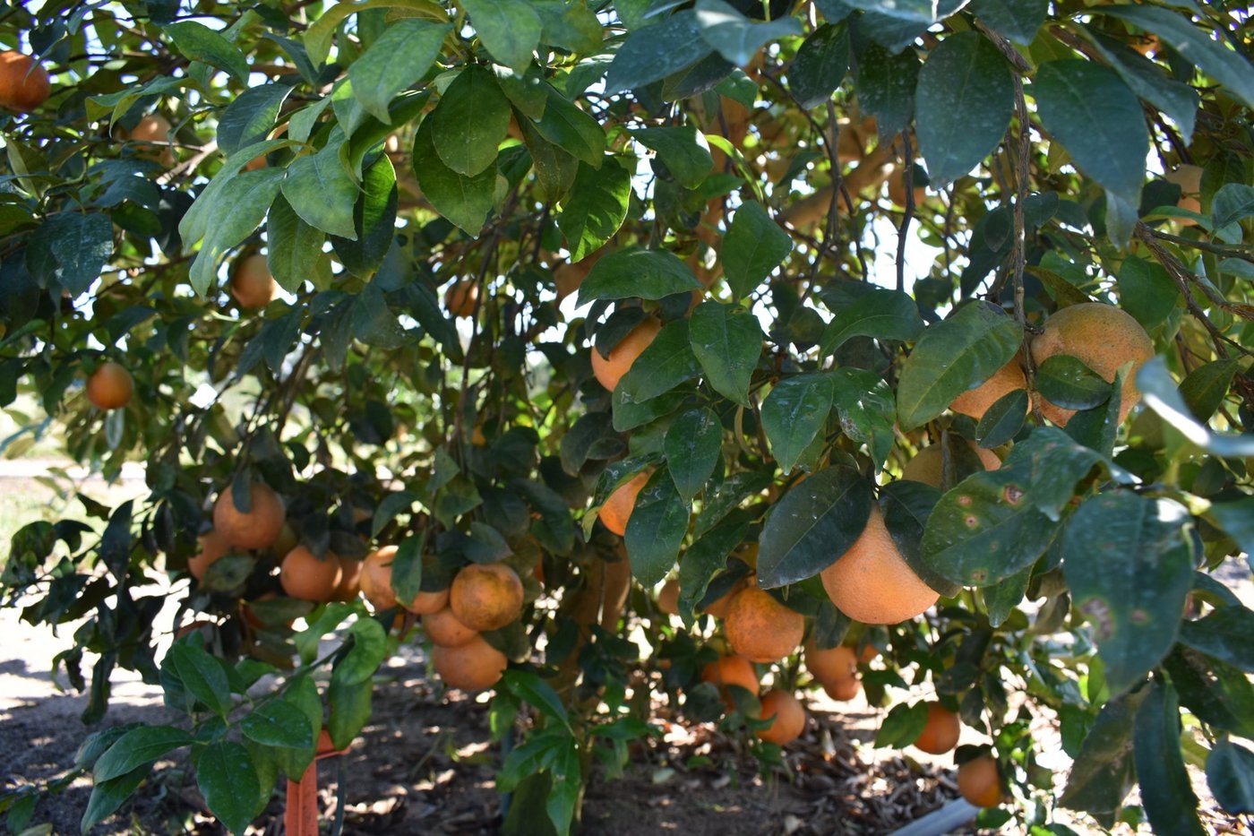 A bumper crop of CarriCea T1 oranges.