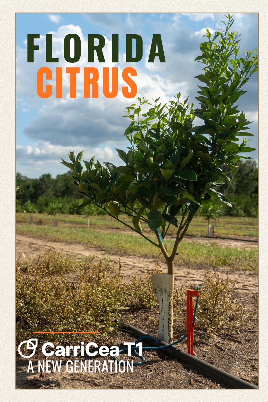 A young CarriCea T1 tree—postcard.