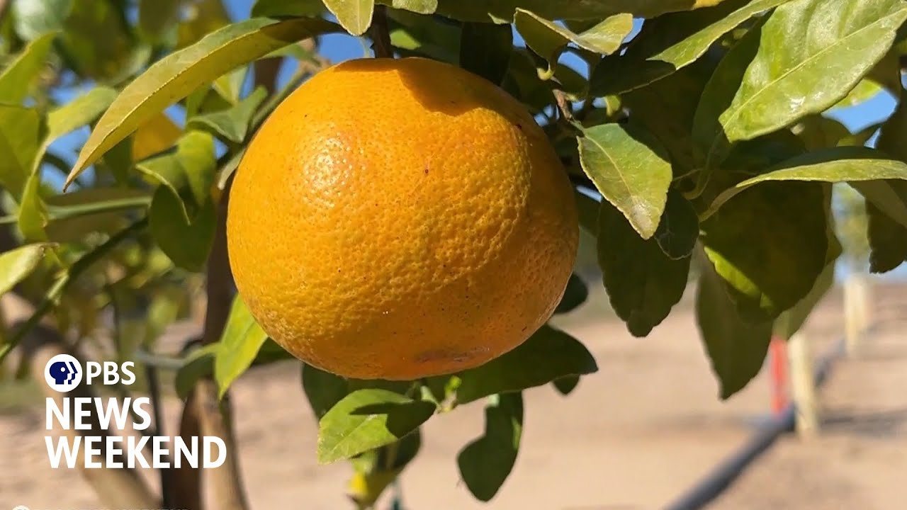 PBS feature on Florida citrus and HLB