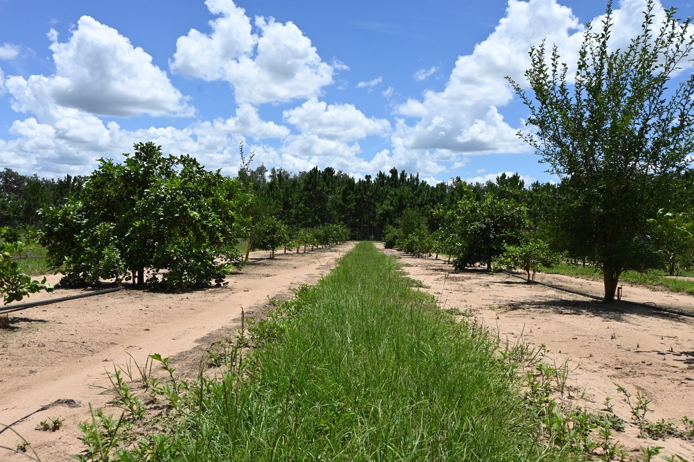 A wide view of a Florida citrus field.
